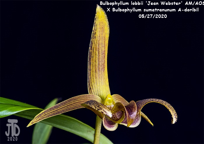 Name:  Bulbophyllum lobbii 'Jean Webster' AMAOS X Bulb. sumatranunum A-doribil3 05282020.jpg
Views: 3350
Size:  93.0 KB