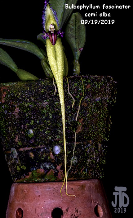 Name:  Bulbophyllum fascinator semi alba1 09192019.jpg
Views: 154
Size:  142.5 KB