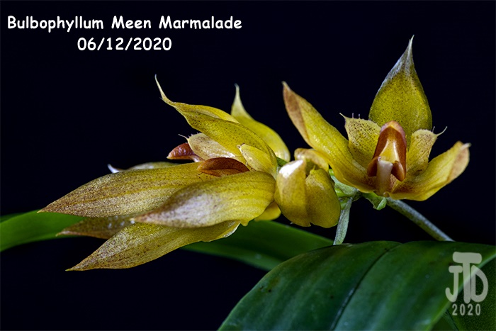 Name:  Bulbophyllum Meen Marmalade3 06122020.jpg
Views: 500
Size:  128.0 KB