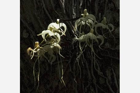 Name:  ghost orchid.jpg
Views: 4254
Size:  20.6 KB
