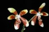 orchid-eric's Avatar