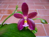 taiping orchid's Avatar