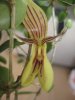 Orchidmorris's Avatar