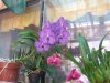orchidsal's Avatar