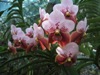 orchid_killer's Avatar