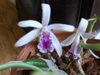orchidvalley's Avatar
