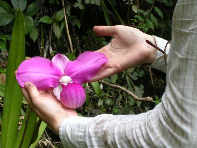 "The Phragmipedium kovachii orchid is a highlight of the arboretum&apo...