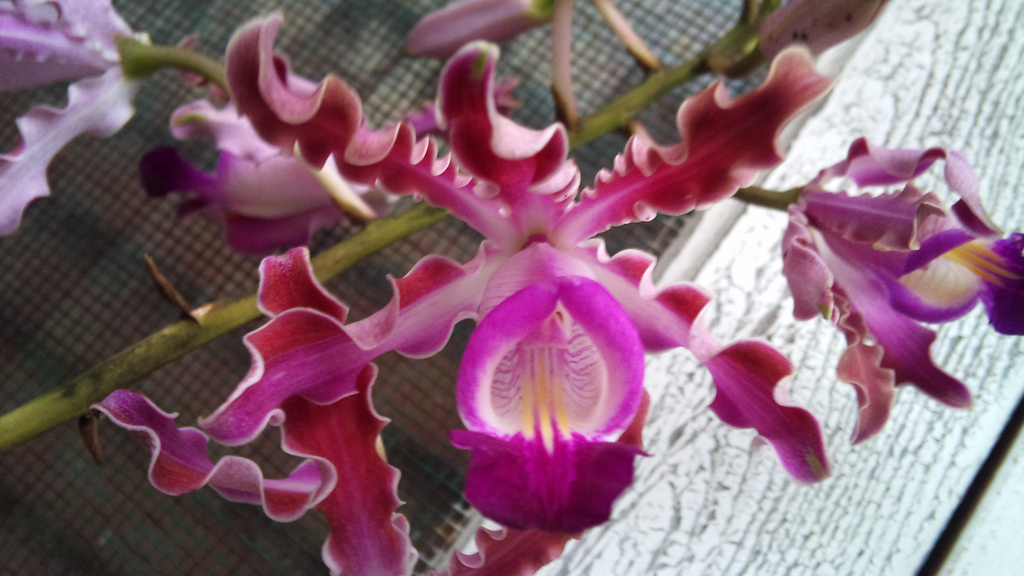 Myrmecophila thomsoniana one of my orchid dreams did come true today!!